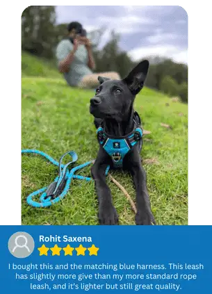 Premium Gear for Active Pets